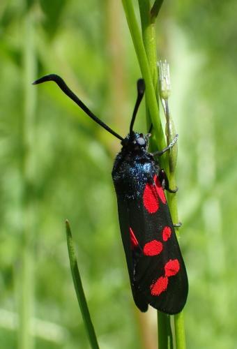 Réf. 211 136 : Zygaena filipendulae